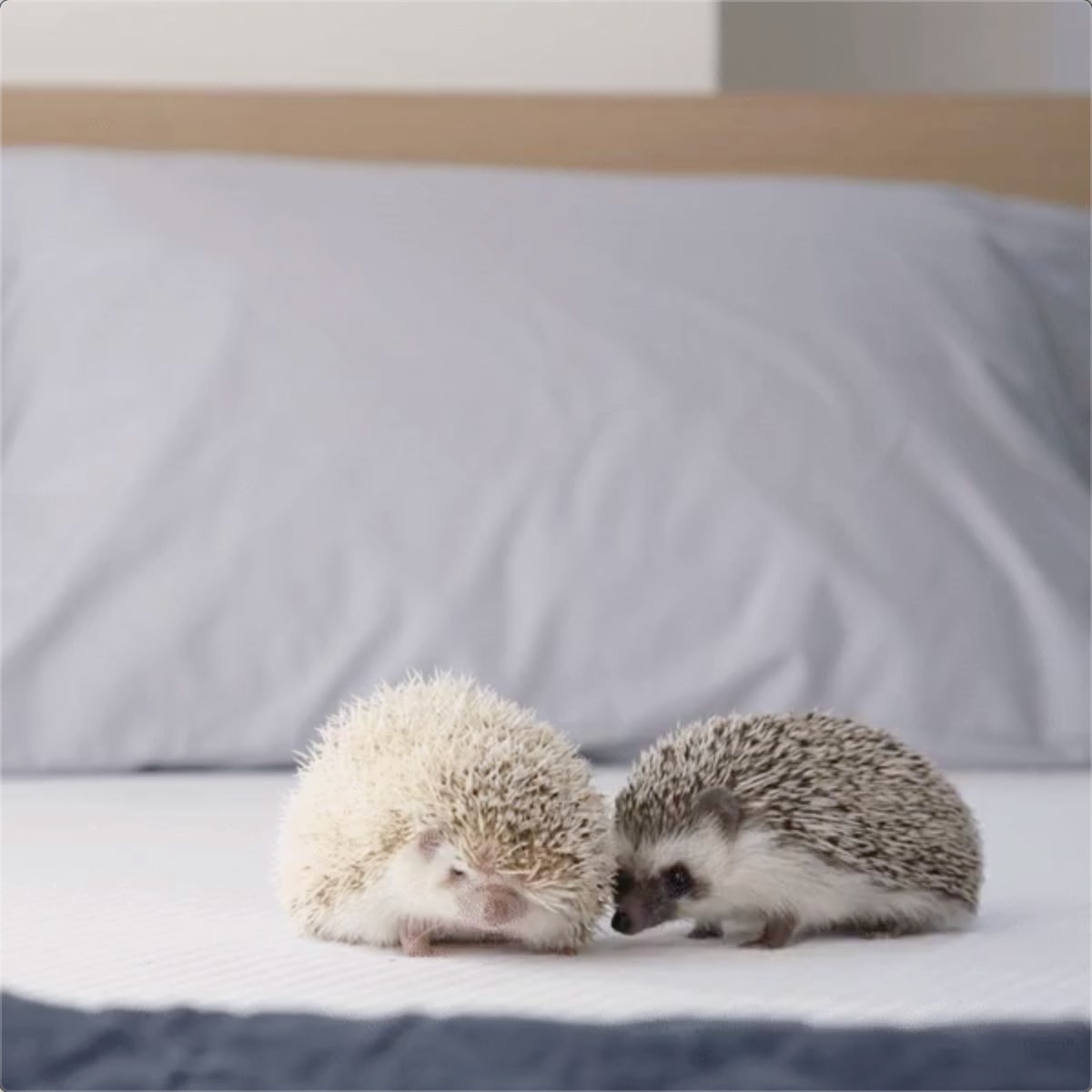 Baby Animals Comfort GIF