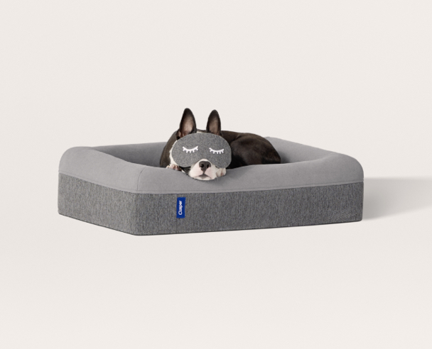 casper dog bed medium