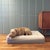Un chien