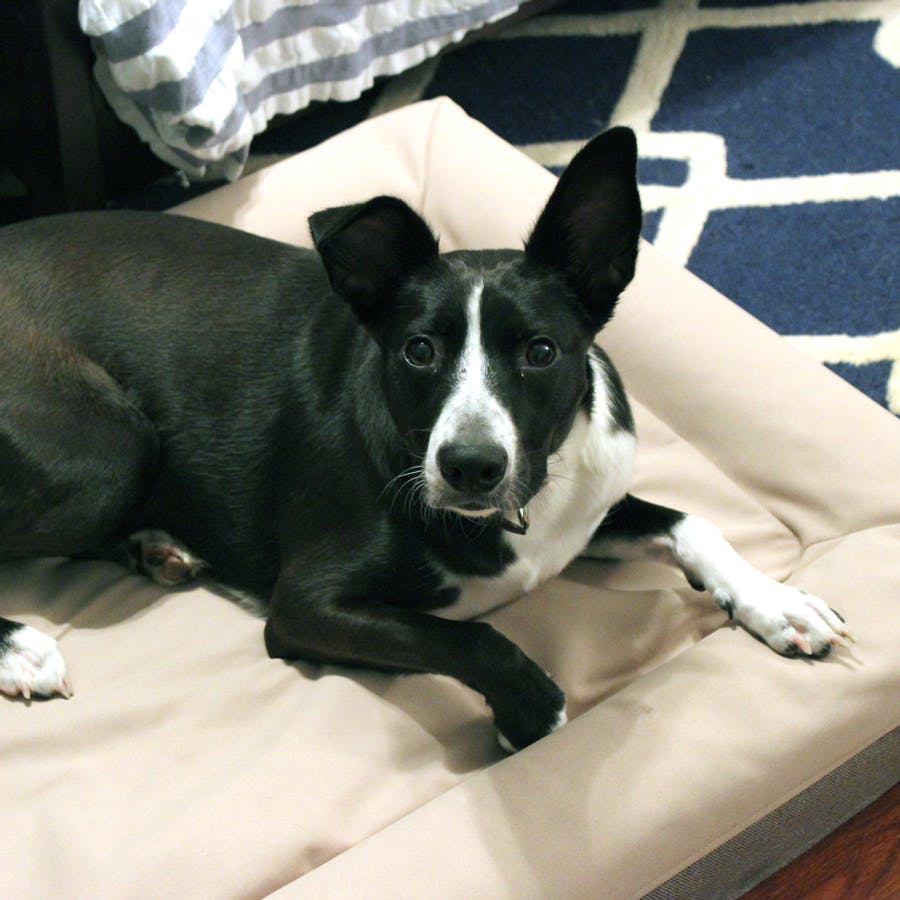 Dog Bed (Small, Medium or Large) Casper Casper®