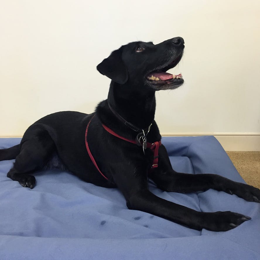 Dog Bed (Small, Medium or Large) Casper Casper®