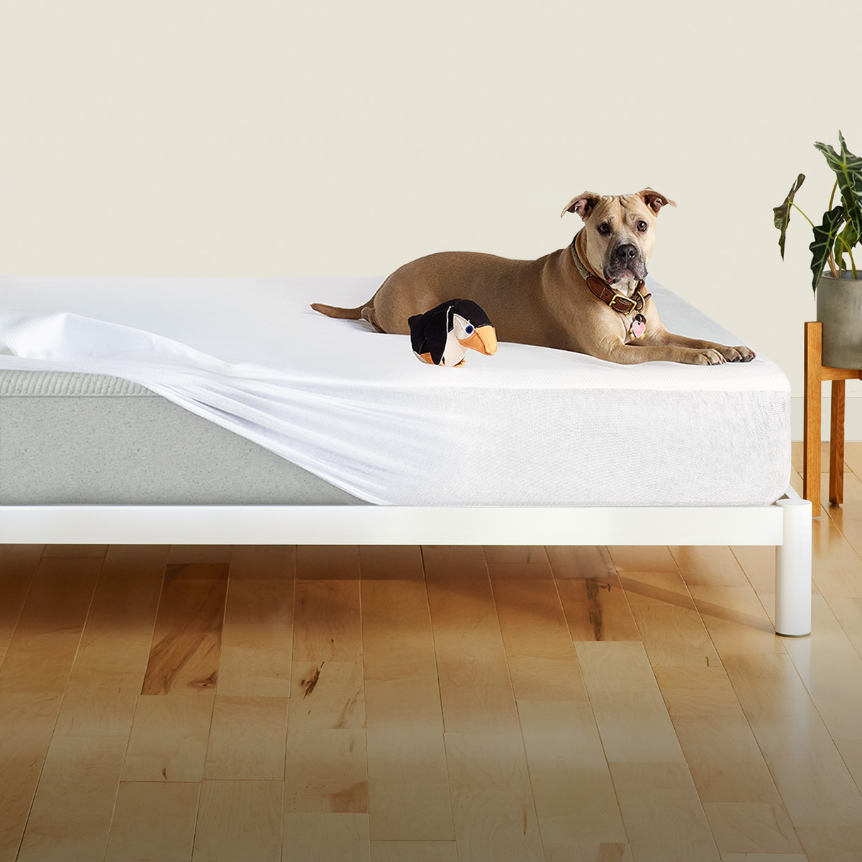 casper dog bed medium